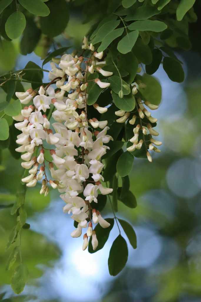 a white flowers in full bloom