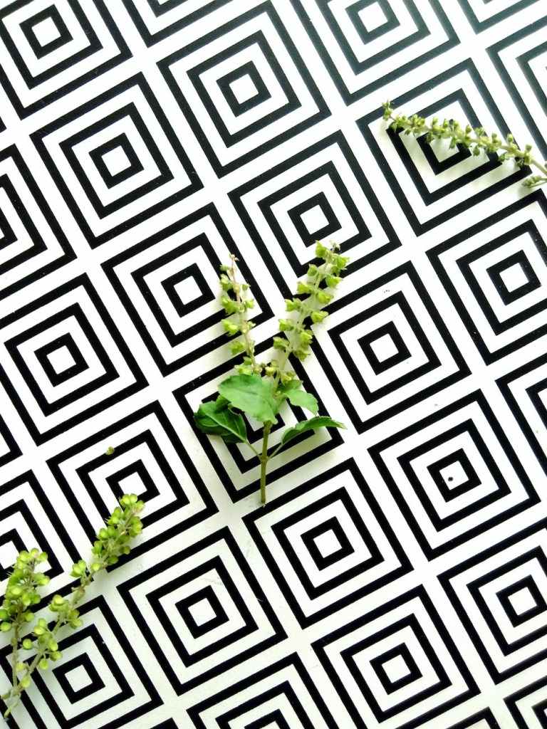 top view photo of plant