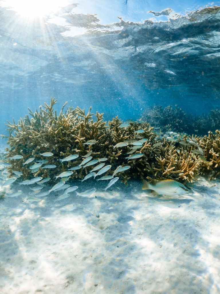 shoal of fish against coral reef undersea