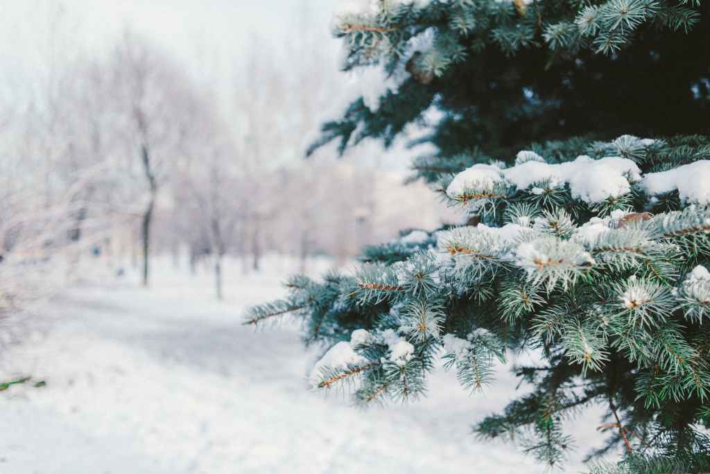 spruce on snowy terrain in winter park