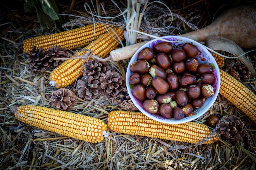 maize ears jujube fruits and pine cones lying on straw