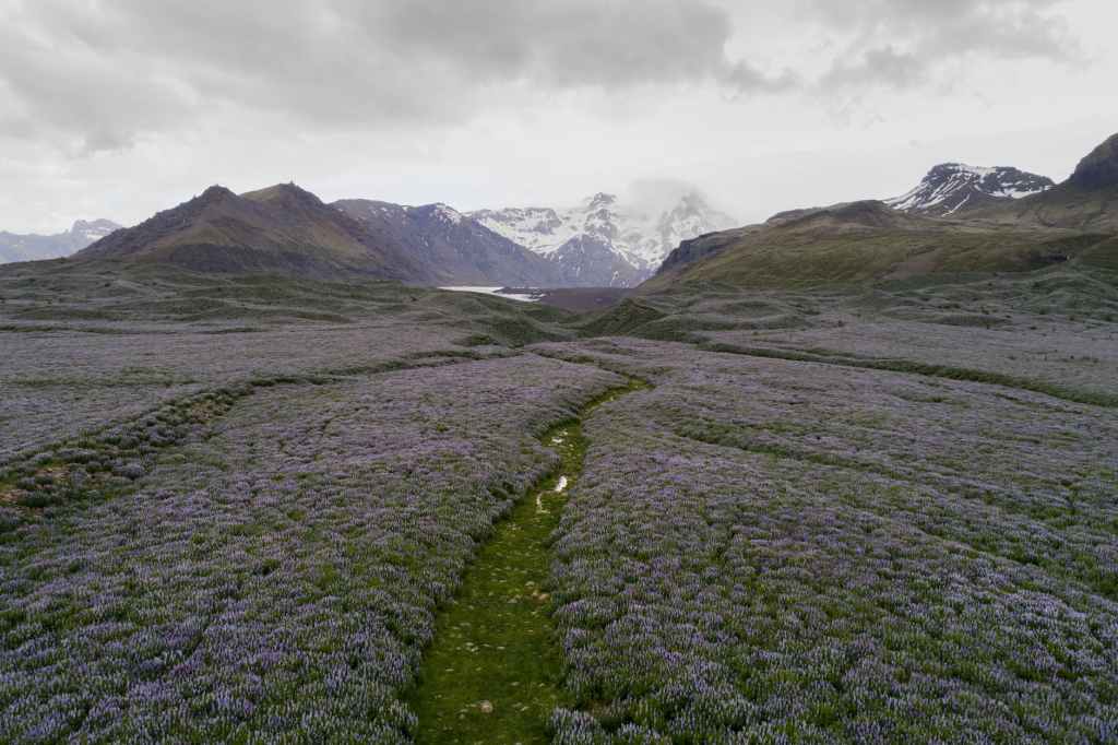 lupine growing on meadow surrounded by snowy hills