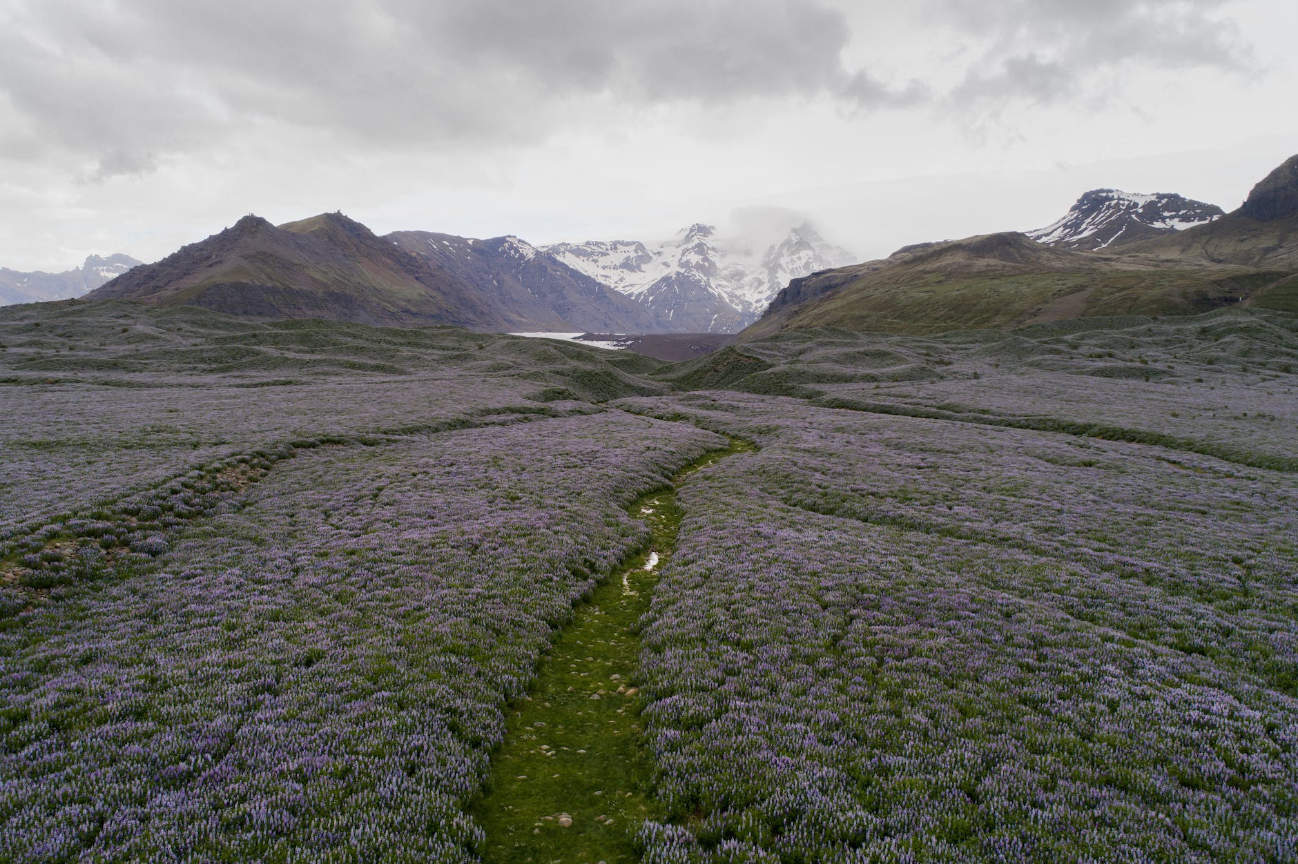 lupine growing on meadow surrounded by snowy hills
