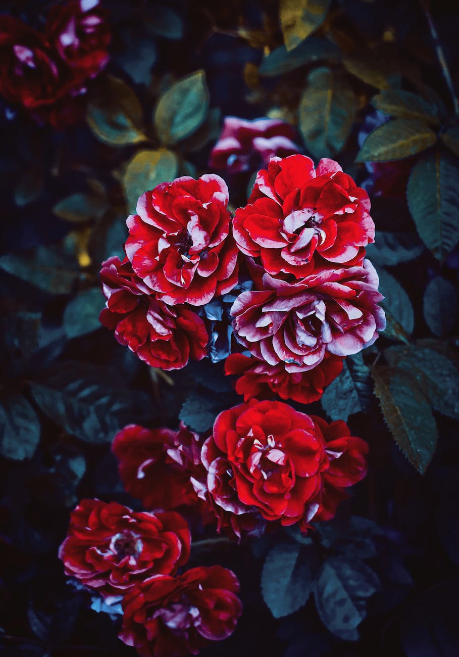 red flower close up photo