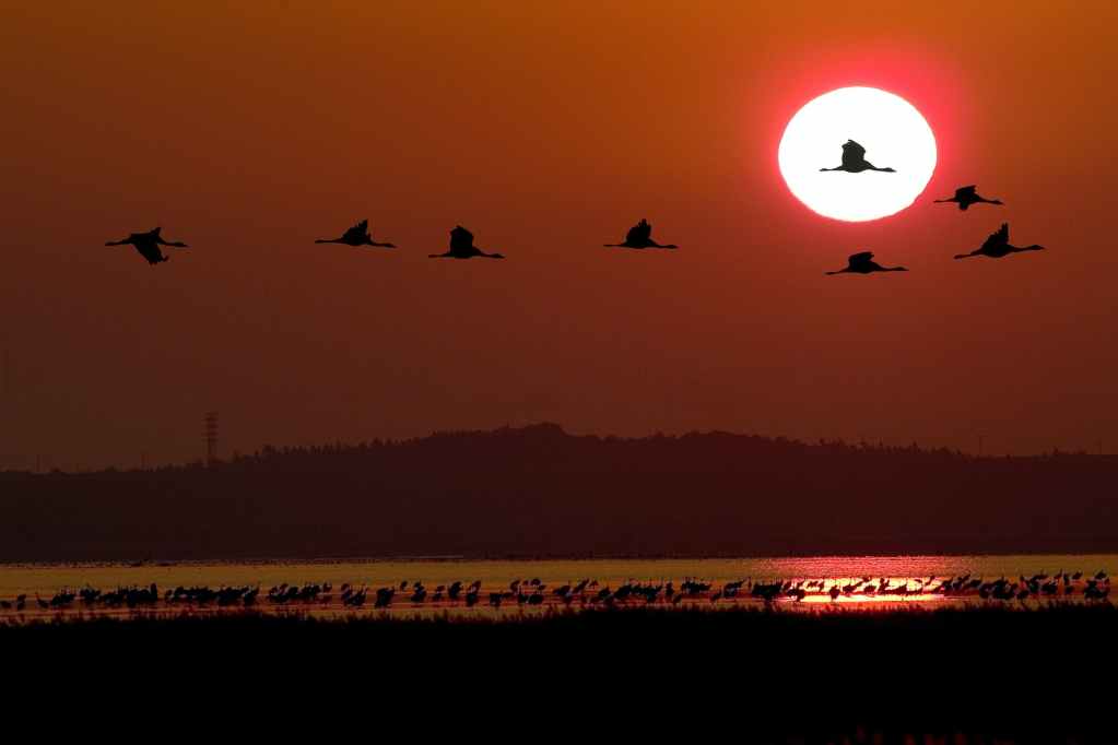 flying geese against red sky