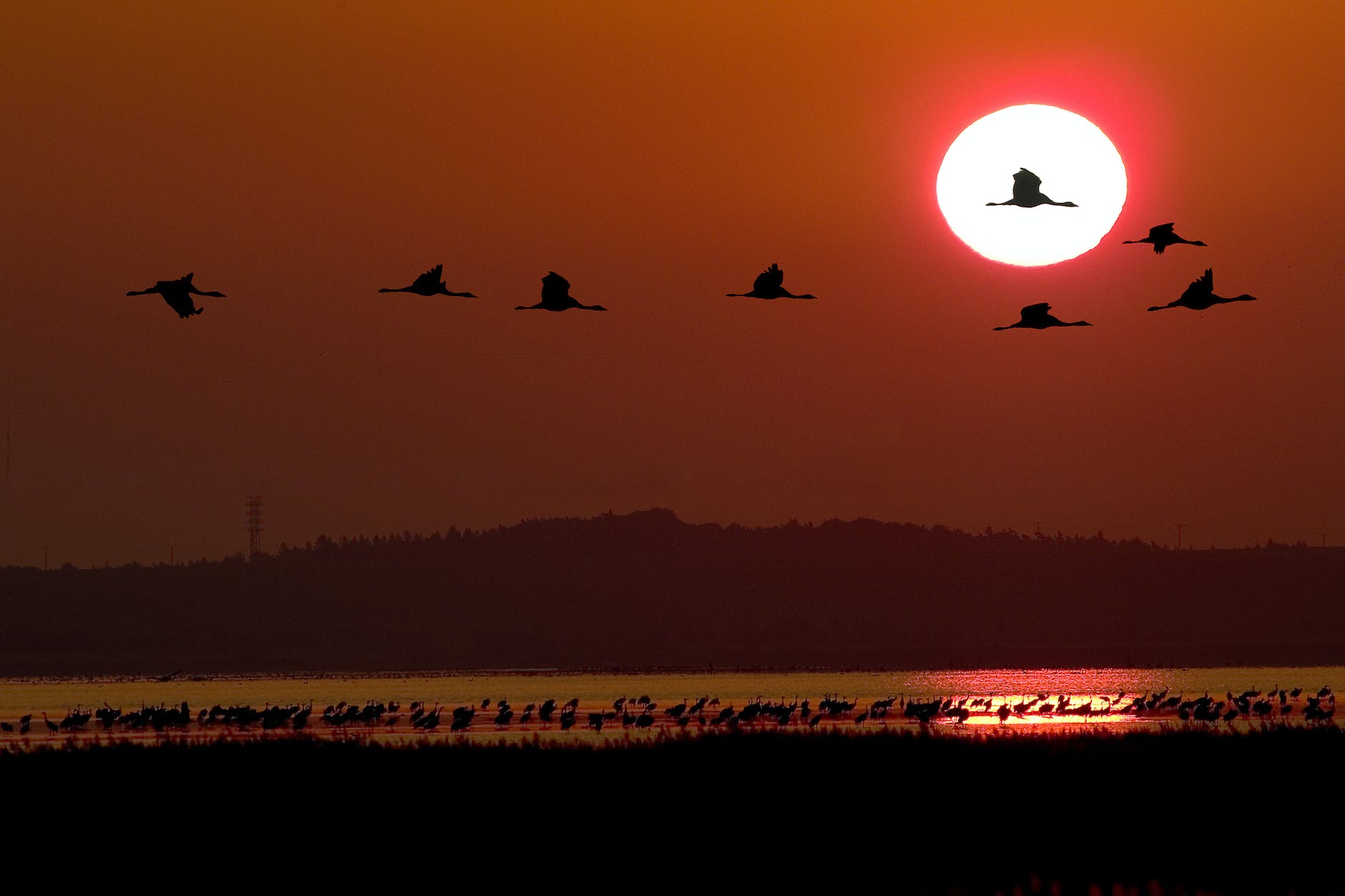 flying geese against red sky