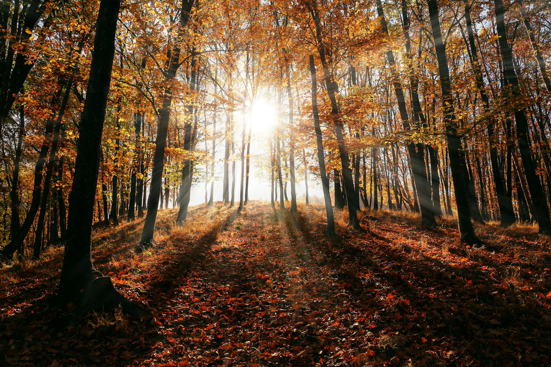 brown leaf trees on forest