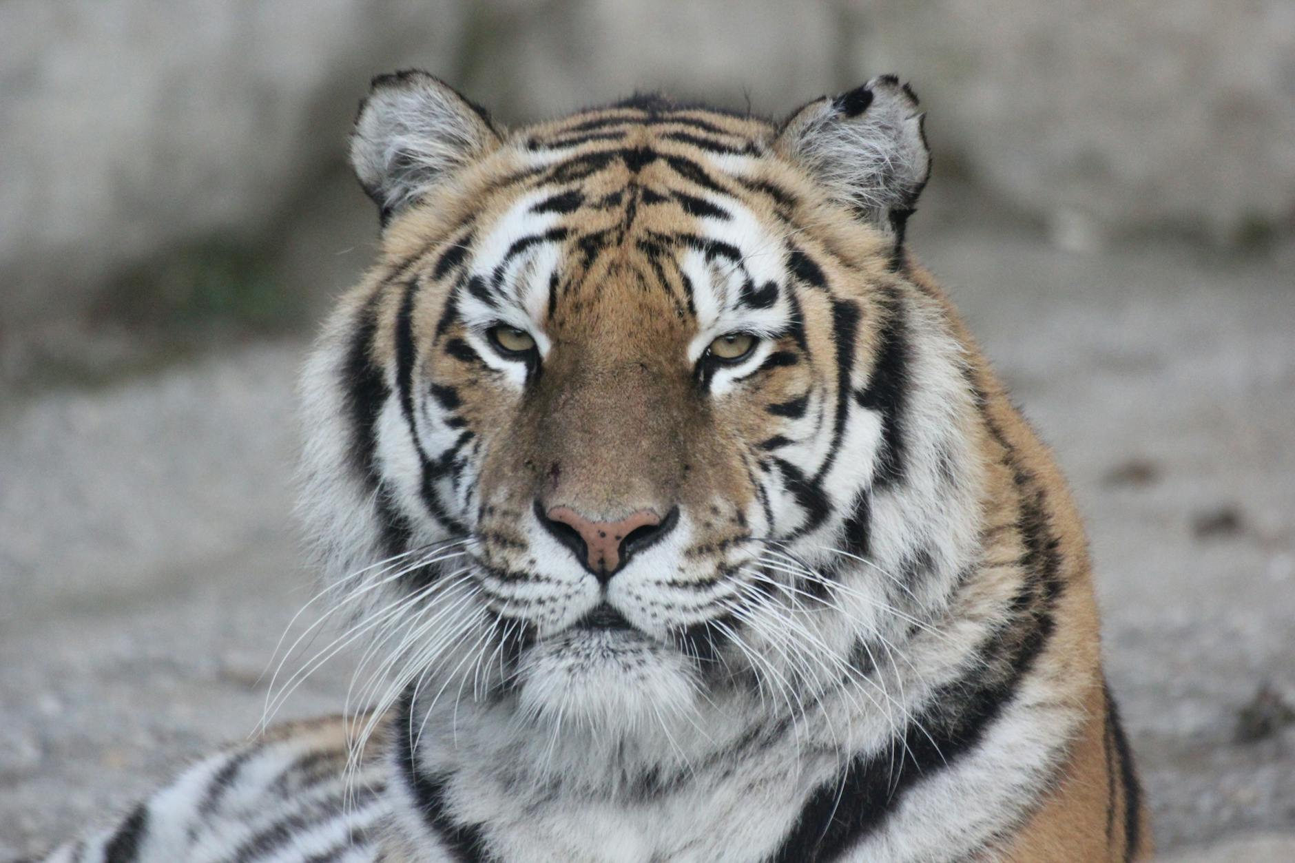 adult tiger