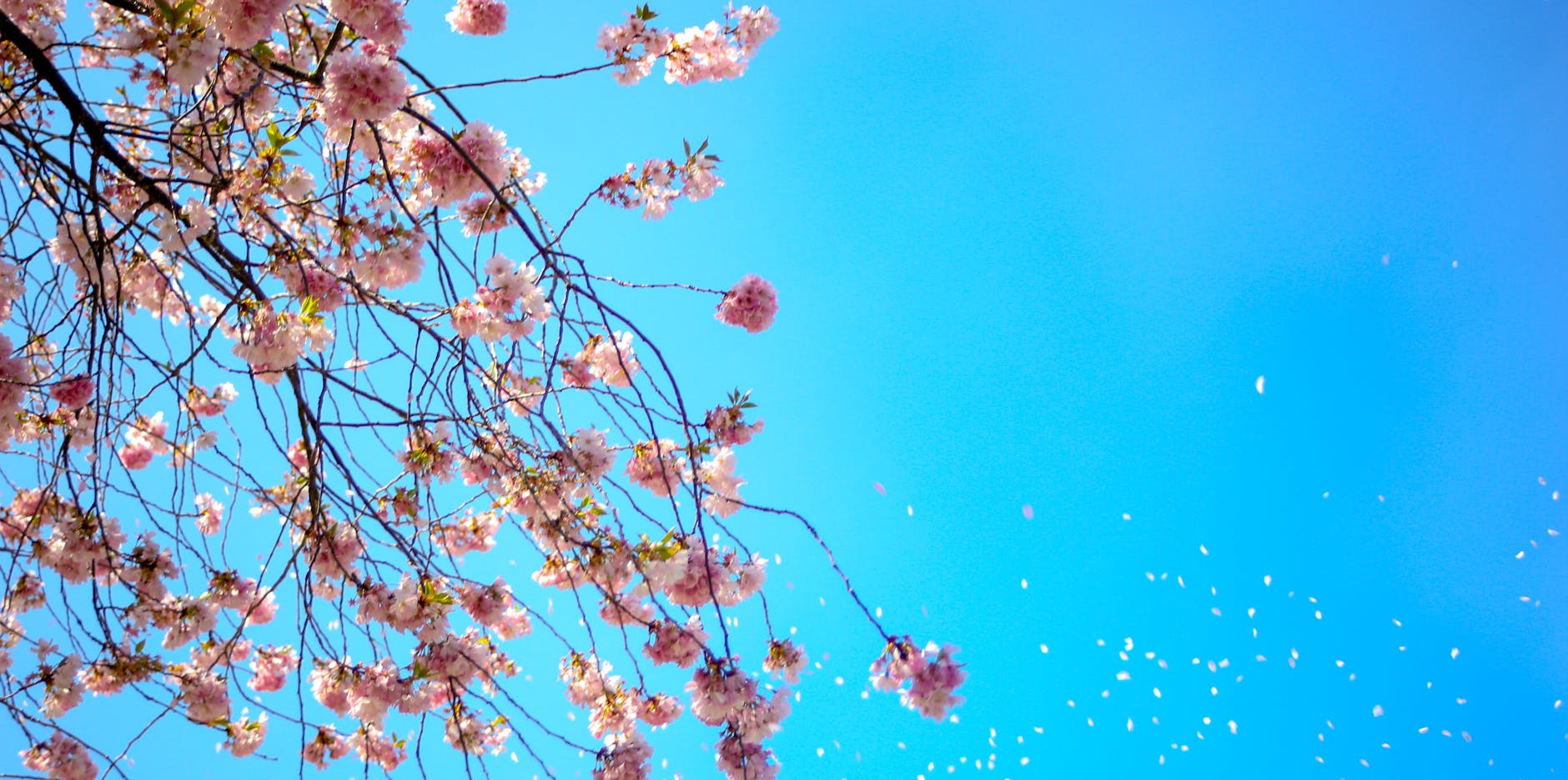 photo of white and red petal flower under blue sky