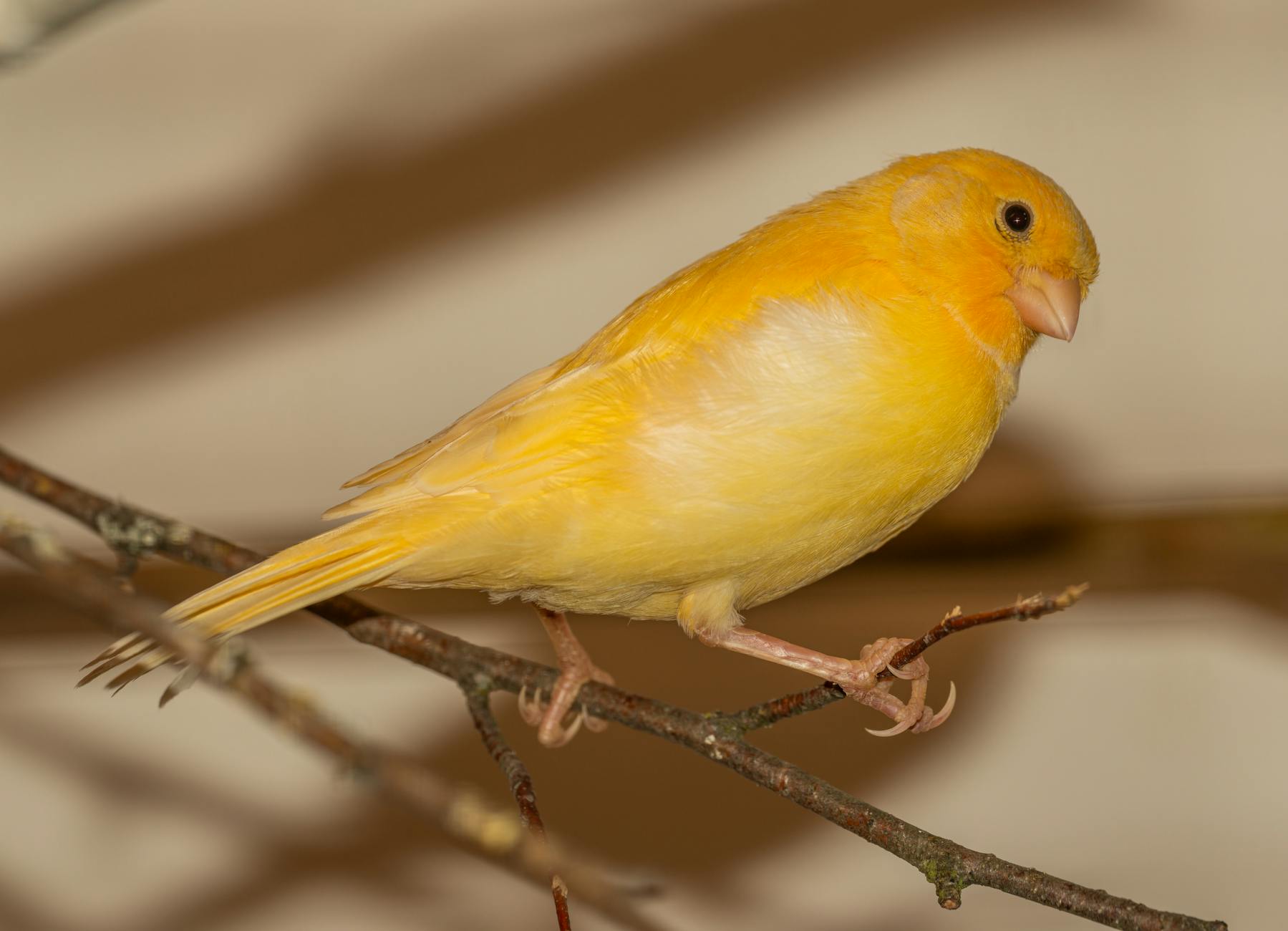 close up of a harz roller canary