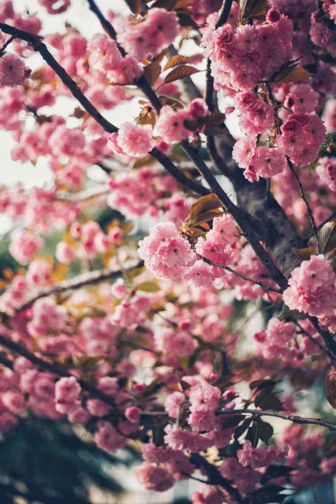 sakura