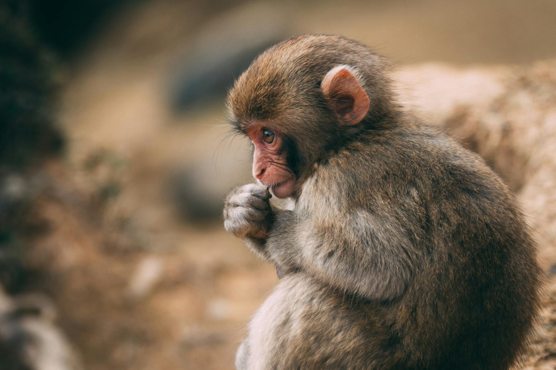 close up photo of a monkey