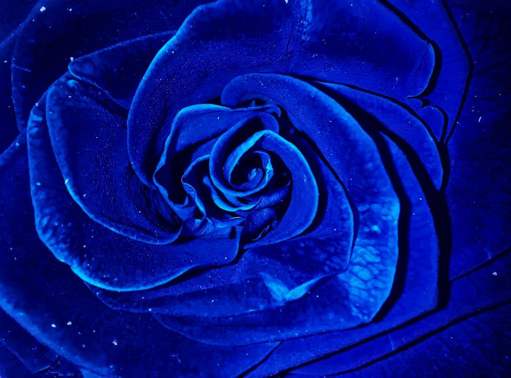 extreme close up shot of a blue rose in bloom