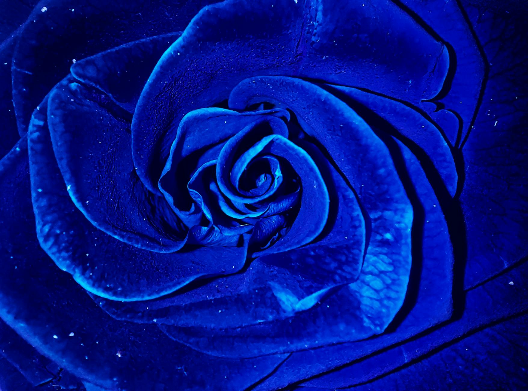 extreme close up shot of a blue rose in bloom