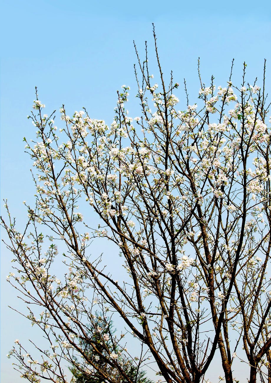 white flower tree under blue sky