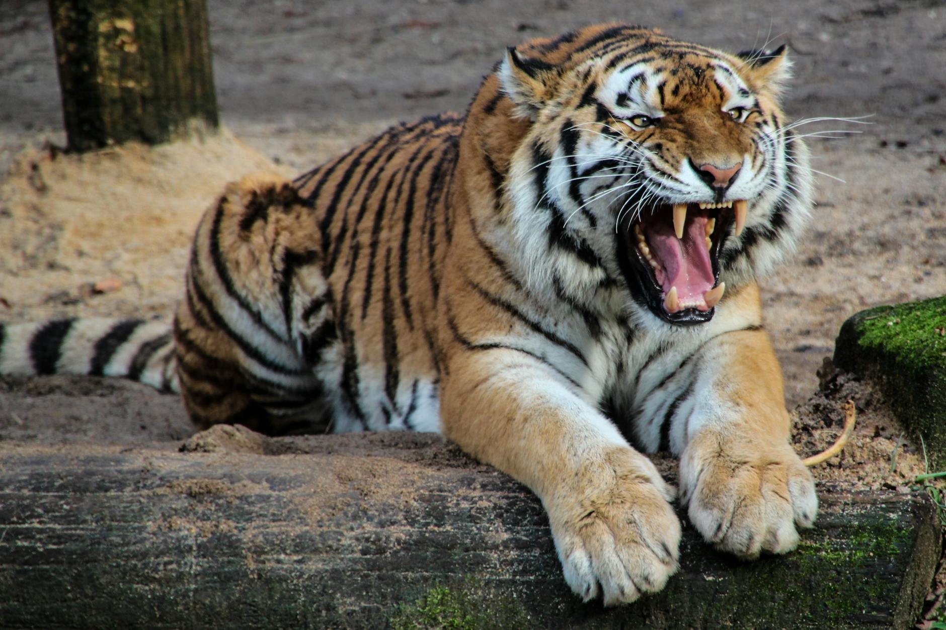 black white and yellow tiger sitting on a beige sand during daytime