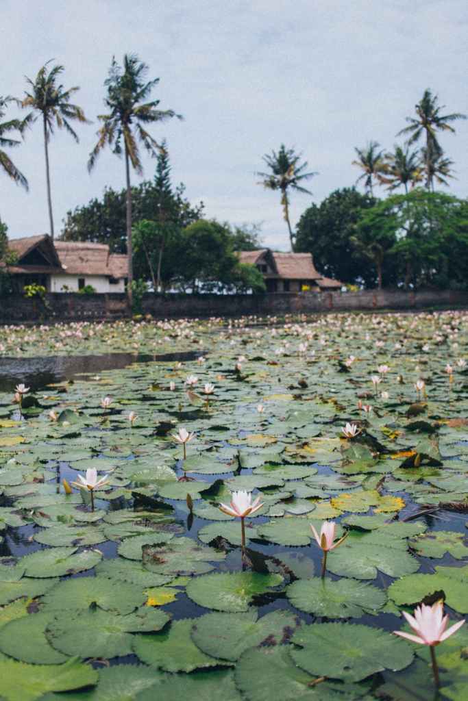 water lily pods on body of water
