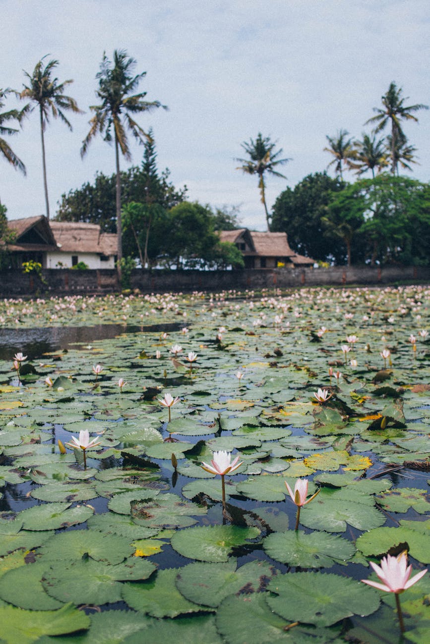 water lily pods on body of water