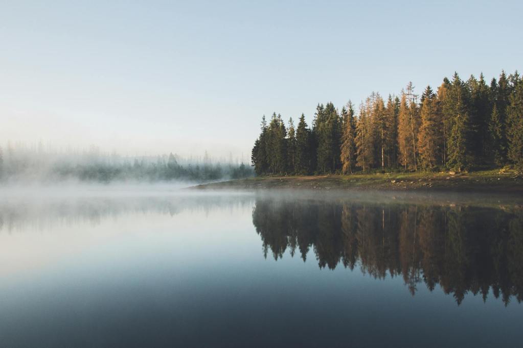 trees near body of water