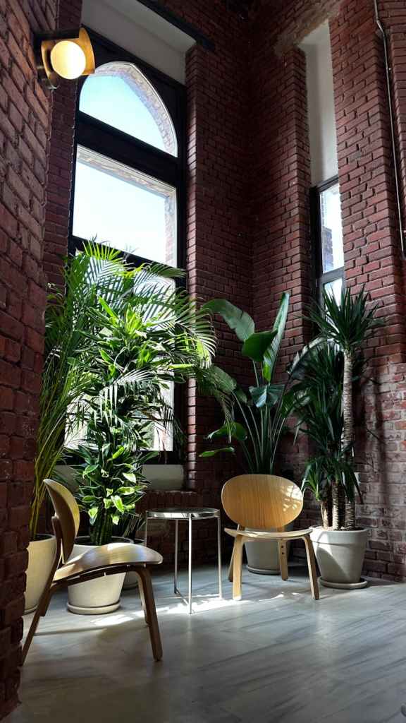 houseplants by a window