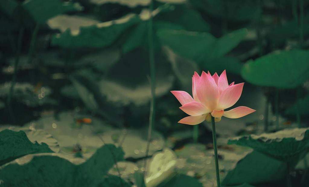 selective focus photography of pink flower