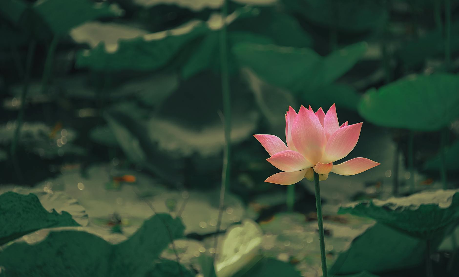 selective focus photography of pink flower