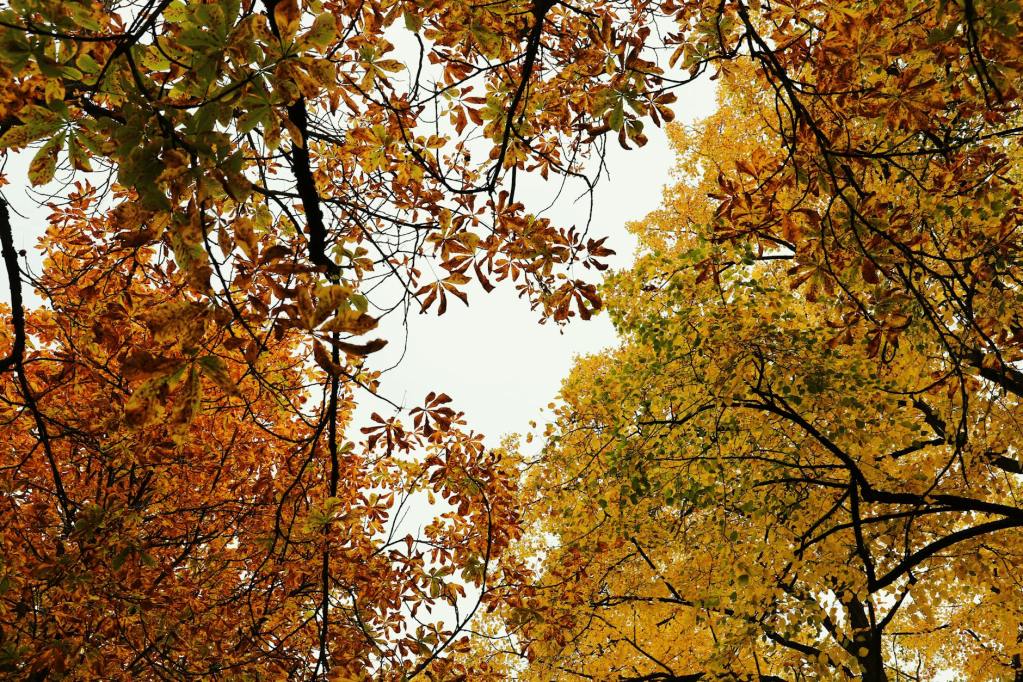 beautiful autumn canopy with vibrant foliage