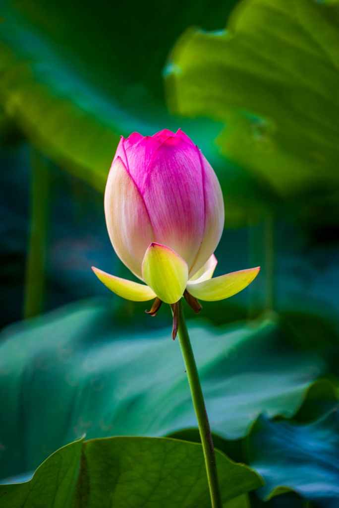 close up shot of pink lotus flower in bloom