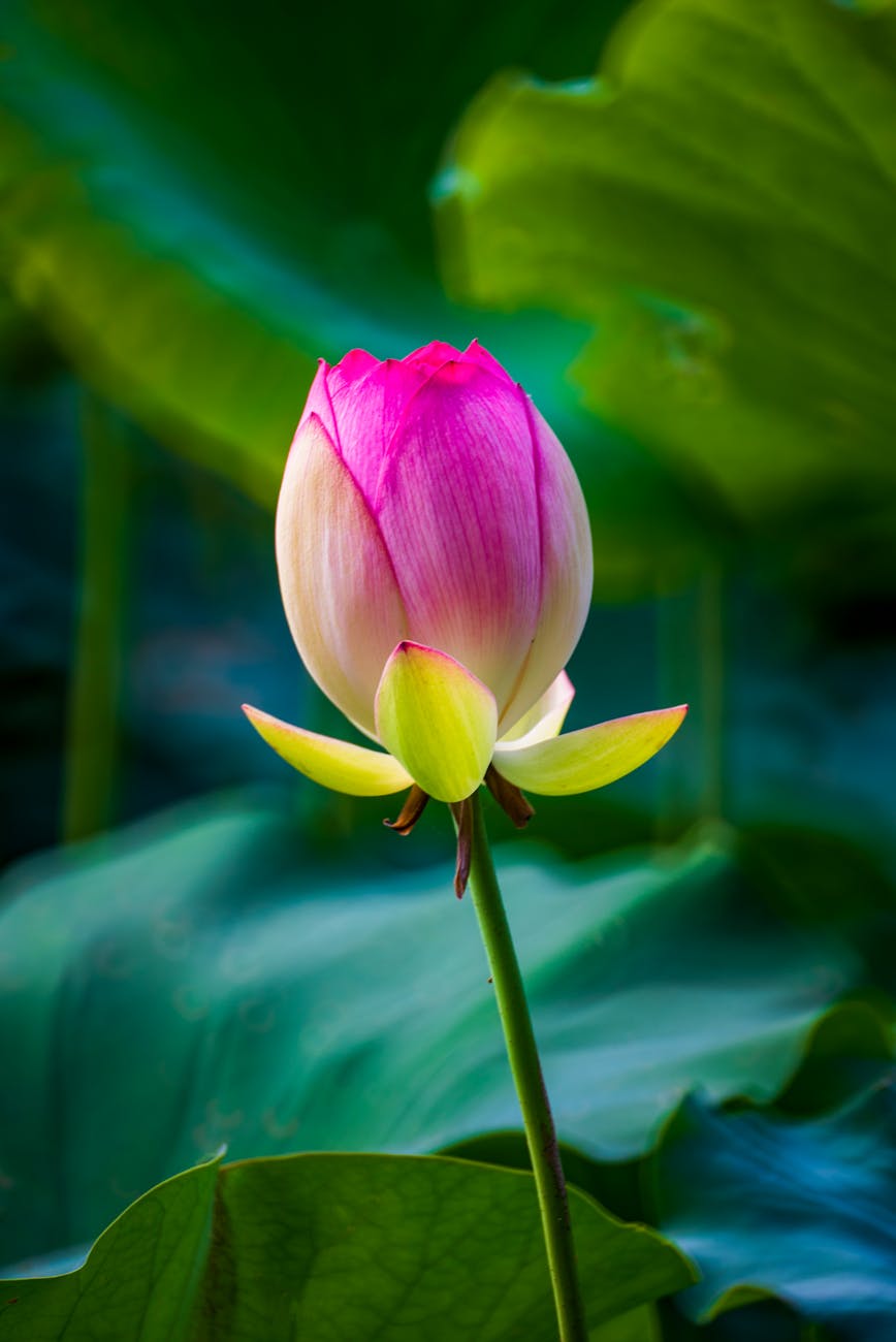 close up shot of pink lotus flower in bloom