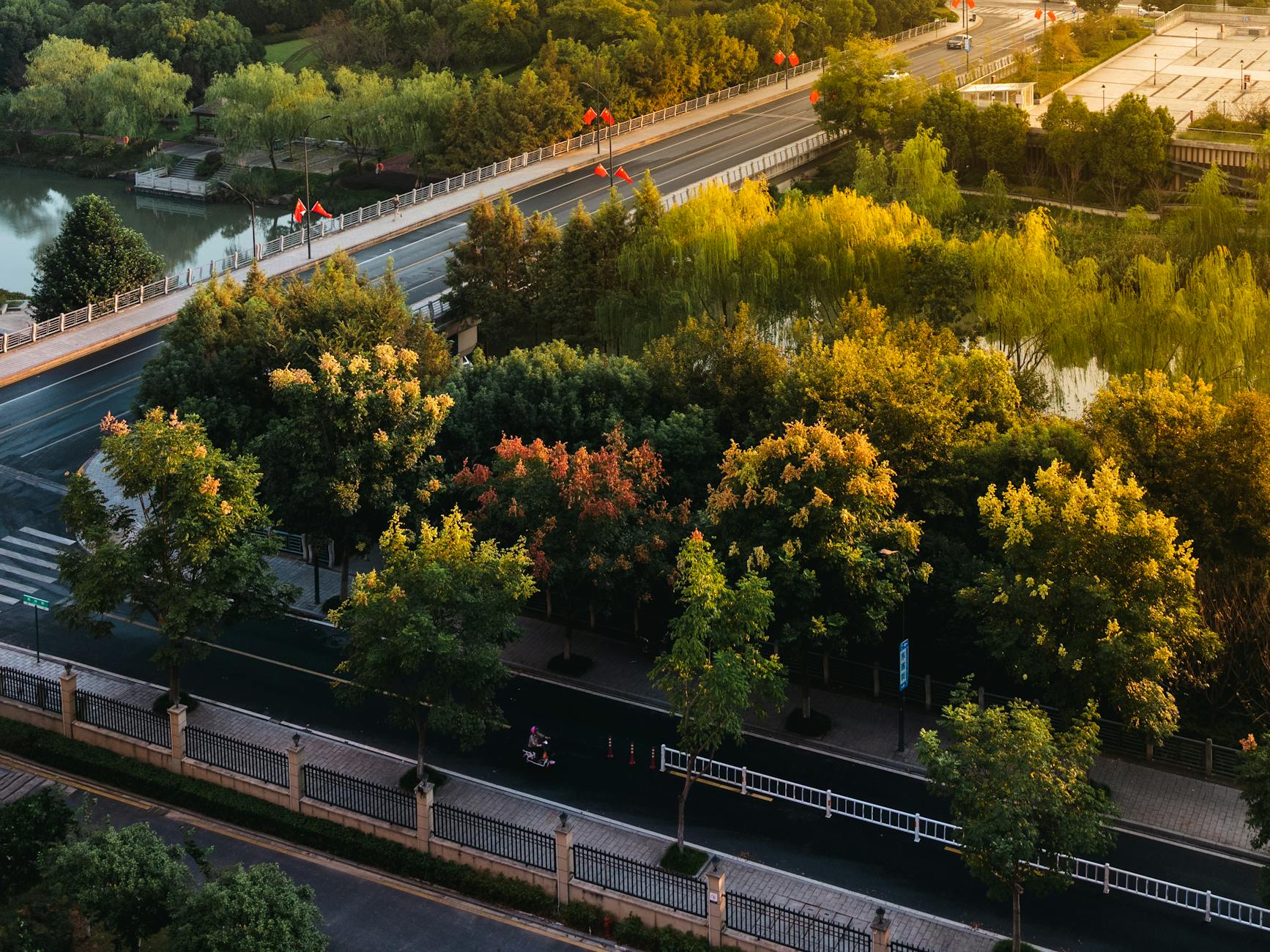 aerial view of lush trees in autumn