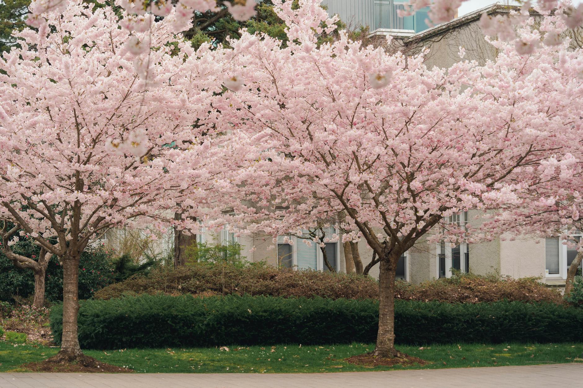cherry blossom on trees in park