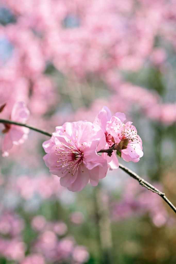 beautiful pink plum blossom in nanjing spring
