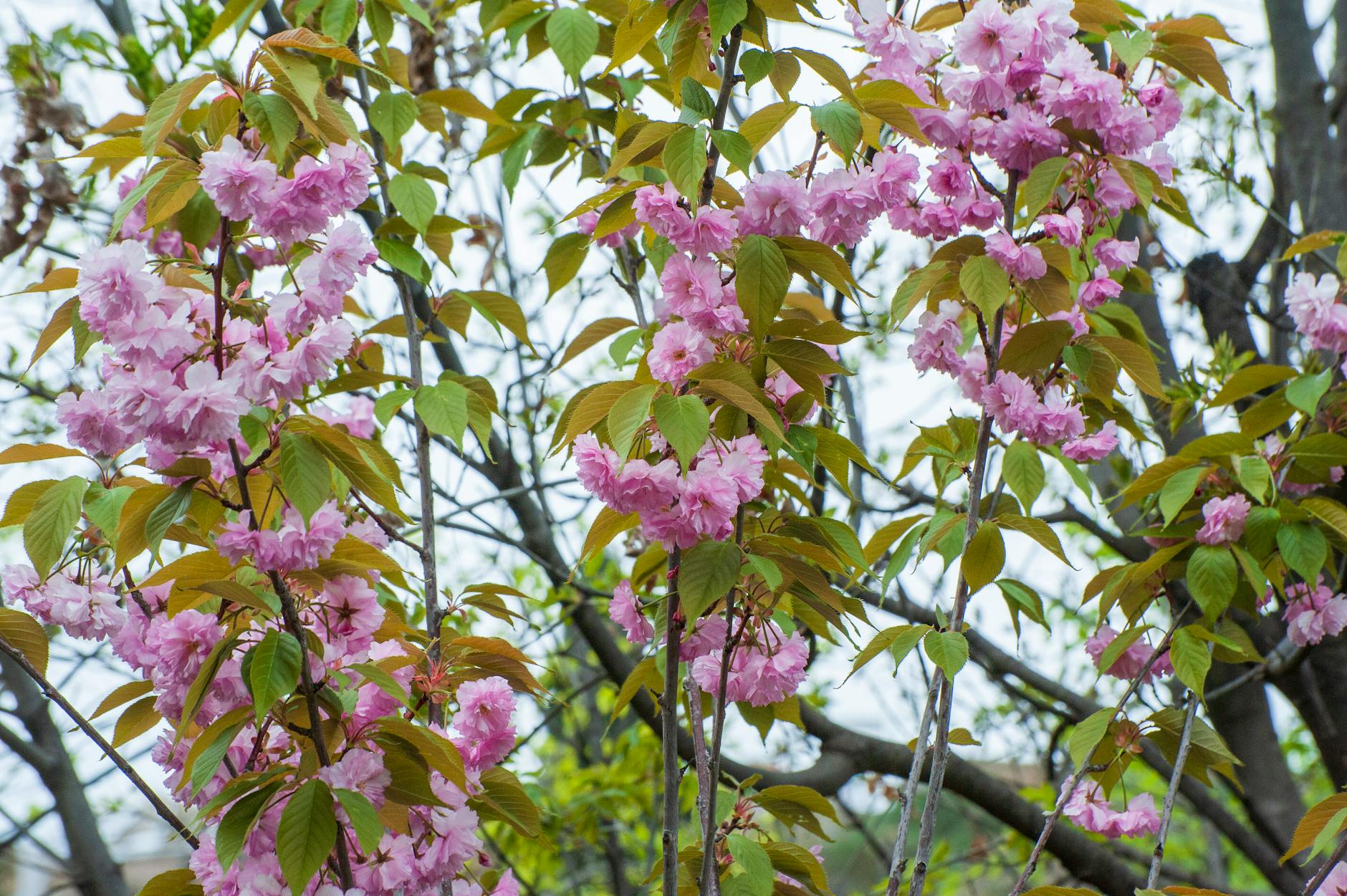 vibrant cherry blossoms in tbilisi