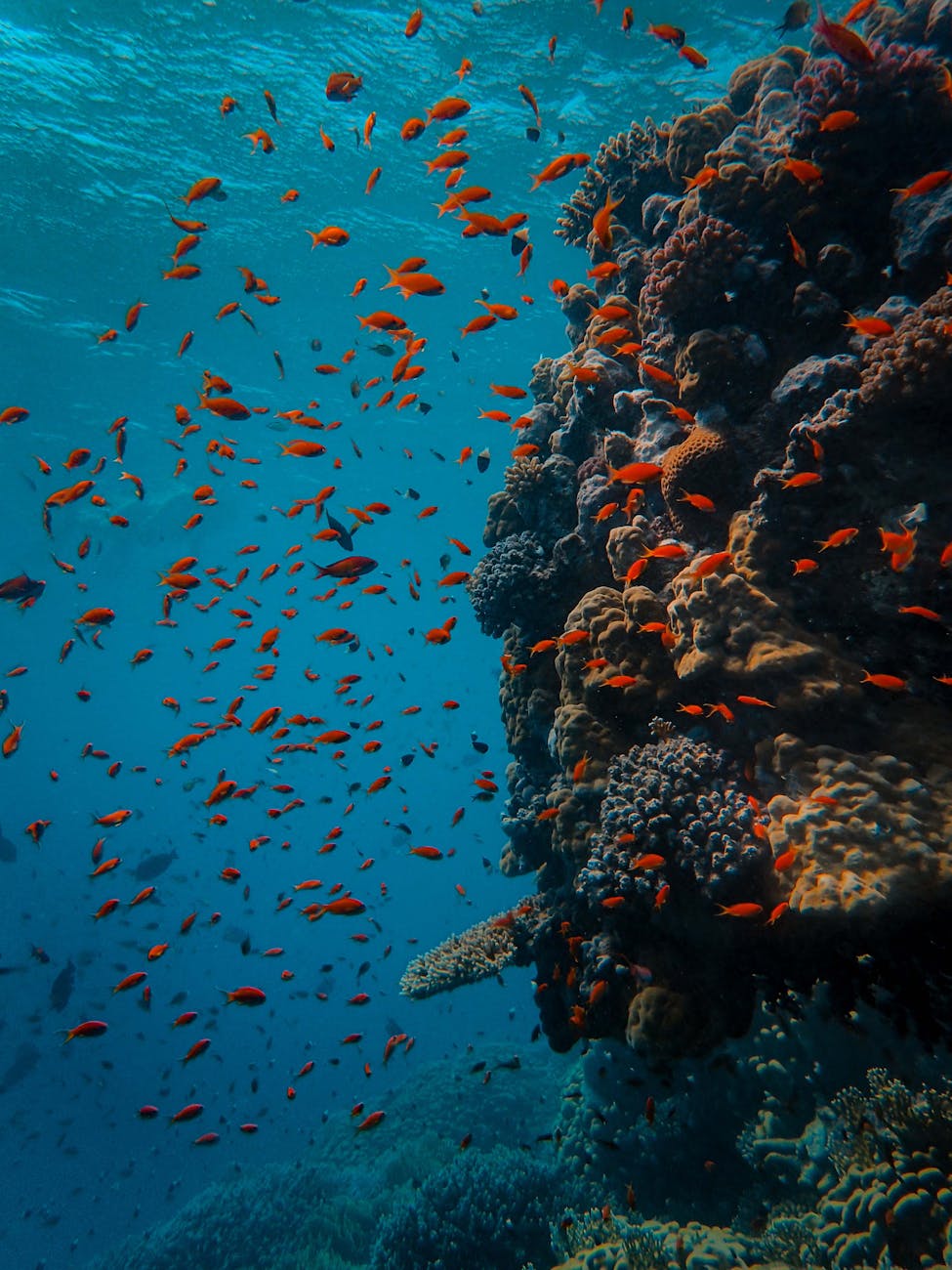 underwater photography of school of fish