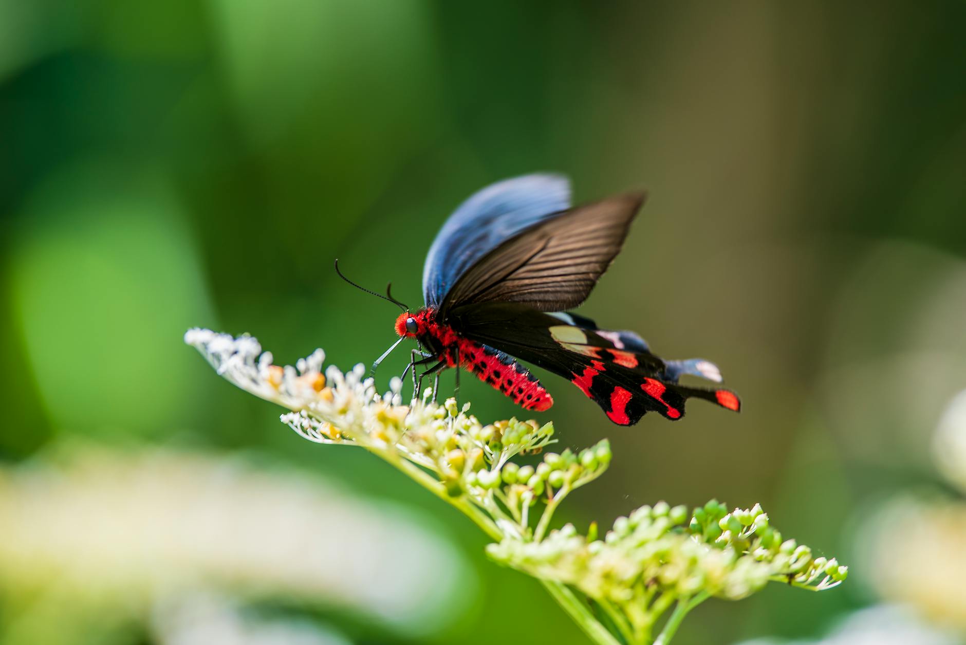 close up photo of black and red butterfly perched on flower