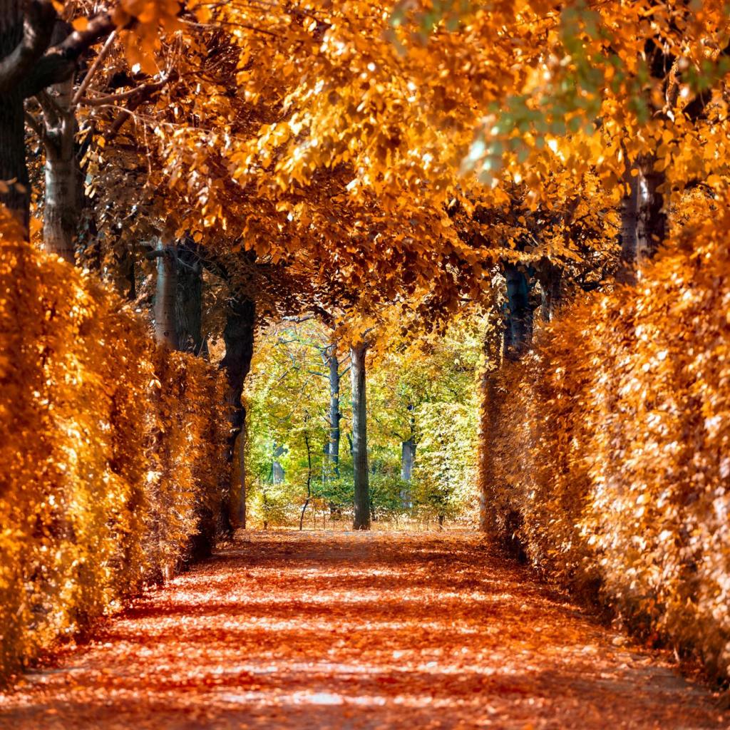 pathway filled with withered leaves