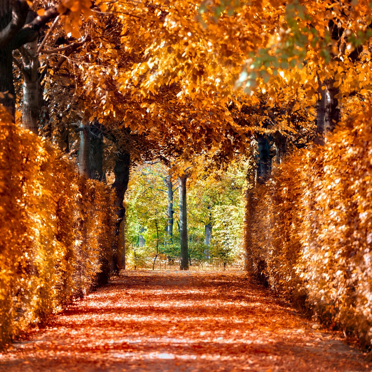 pathway filled with withered leaves