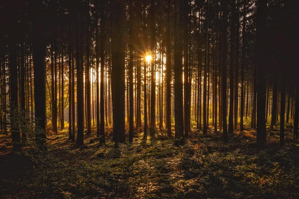 view of black trees and sun