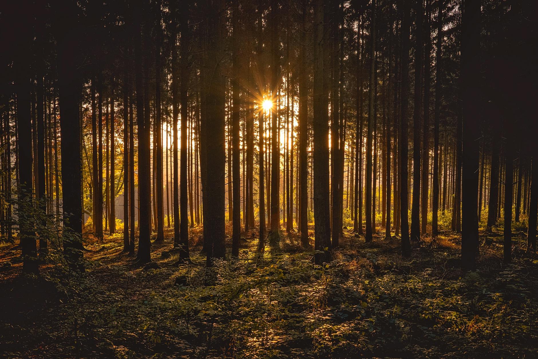 view of black trees and sun