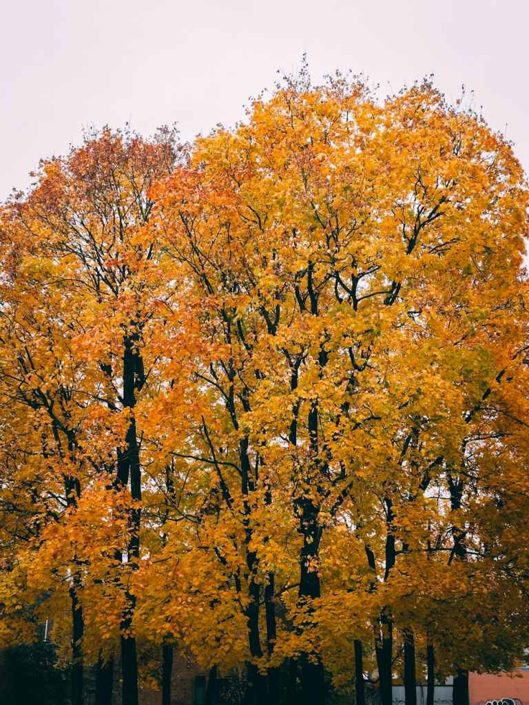 vibrant autumn trees with orange and yellow foliage