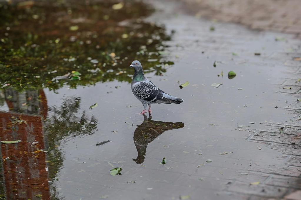 pigeon reflecting in a puddle on a rainy day