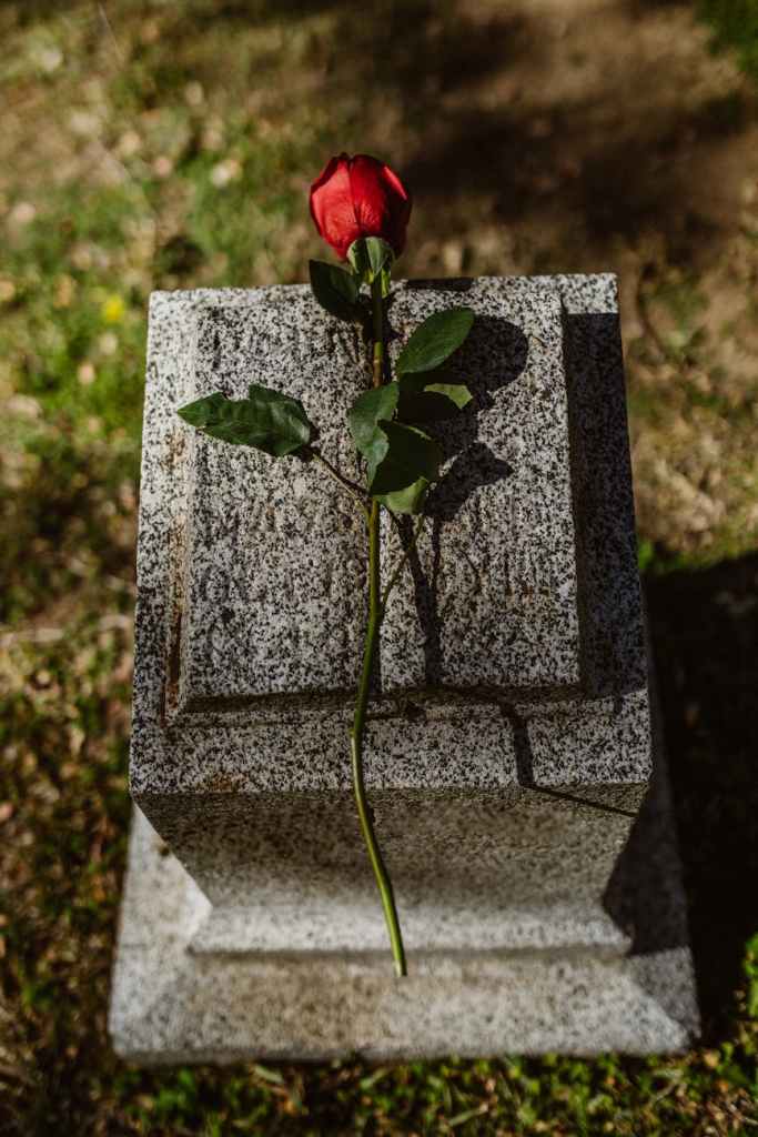 close up shot of a red rose flower on tombstone