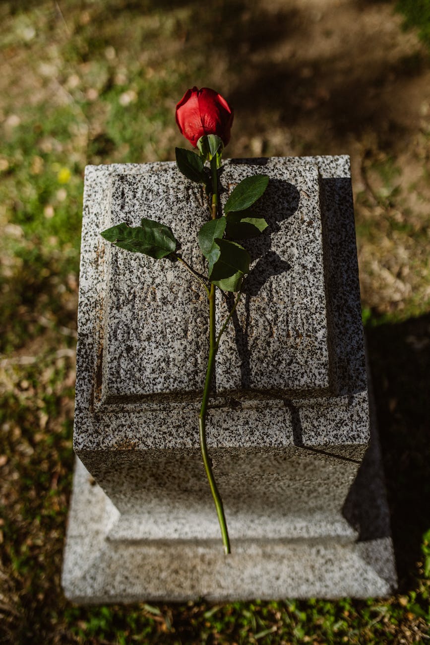 close up shot of a red rose flower on tombstone