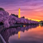 華盛頓櫻花盛開在即  國家櫻花節登場　民眾把握最佳觀賞時機