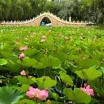 【散文怡苑】第151 號