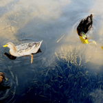 【古詩詞苑】 第80號