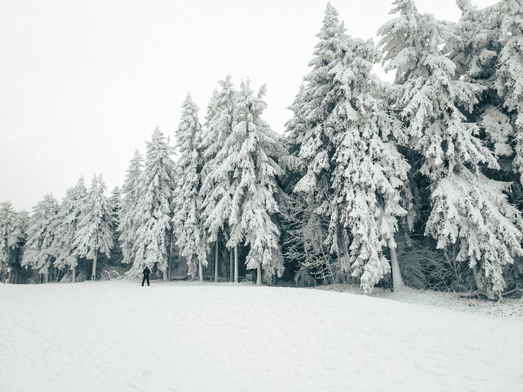 a person standing on a snow covered ground near the trees under the white sky