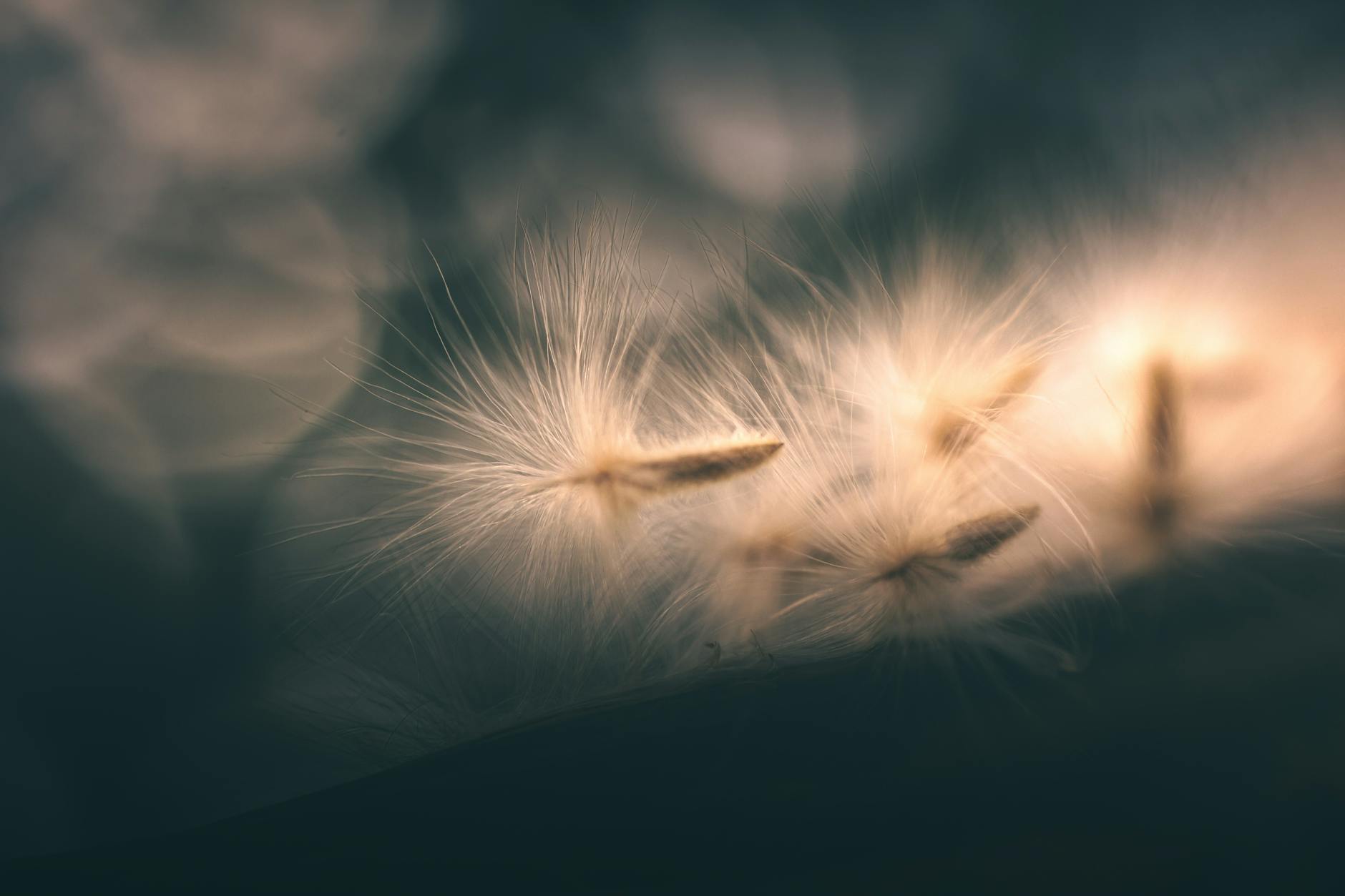 close up of delicate dandelion seeds in soft light