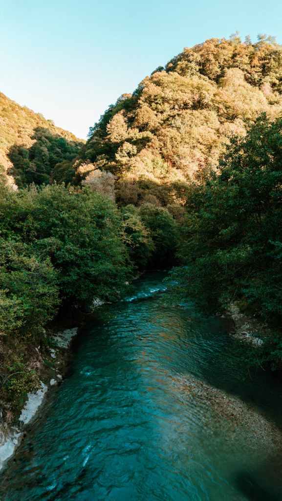 serene river flowing through lush forest
