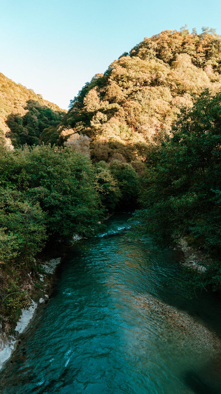serene river flowing through lush forest